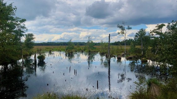 Wiedervernässte Hochmoorfläche mit noch überwiegend freiem Wasserspiegel und Totholz.