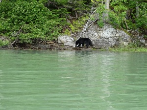 Schwarzbär bei der Bear Safari in Blue RiverBritish Columbia