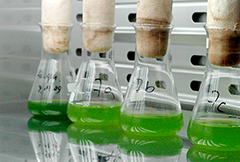 https://www2.ostfalia.de/cms/de/v/fakultaet/aktuelles/news_archiv/2016/2016_01_algen_filter_modul/2016_01_entwicklung_eines_algenfilter_moduls_vorschaubild-1.jpg